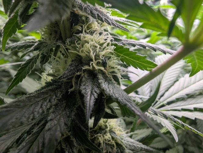 Growing Crack. Week 12