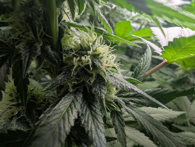 Growing Crack. Week 12