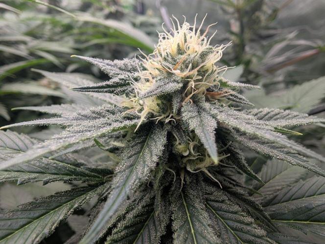 Growing Crack. Week 12
