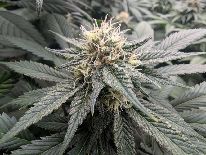 Growing Crack. Week 12