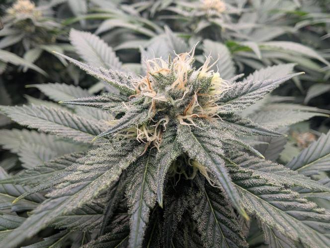 Growing Crack. Week 12