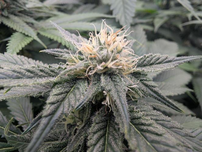 Growing Crack. Week 12