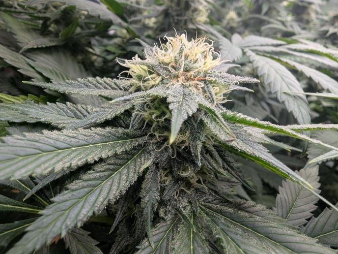 Growing Crack. Week 12