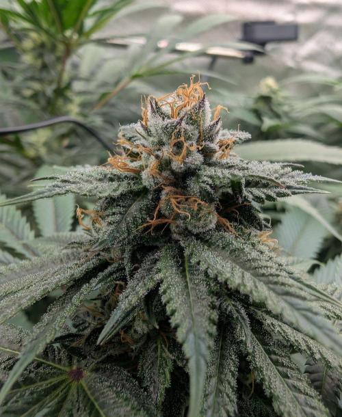 OG Nana. Week 12