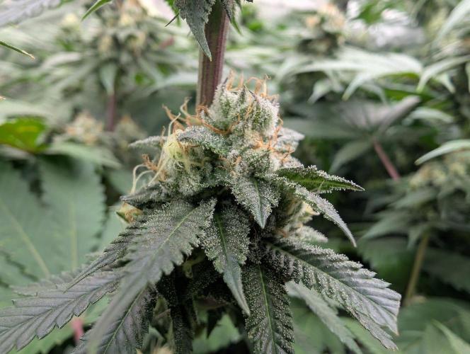 OG Nana. Week 12