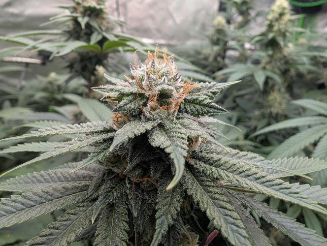 OG Nana. Week 12