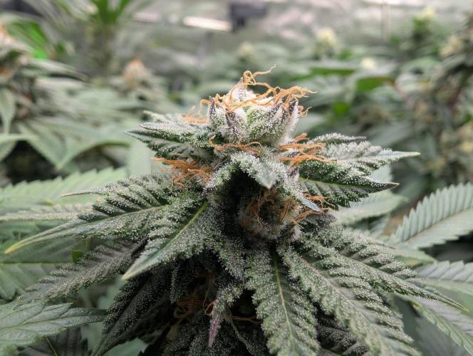 OG Nana. Week 12