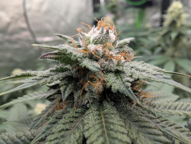 OG Nana. Week 12