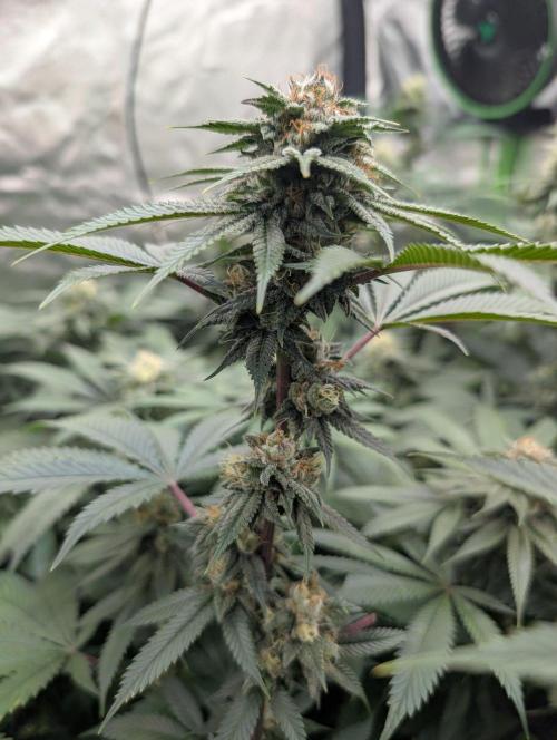 OG Nana. Week 12