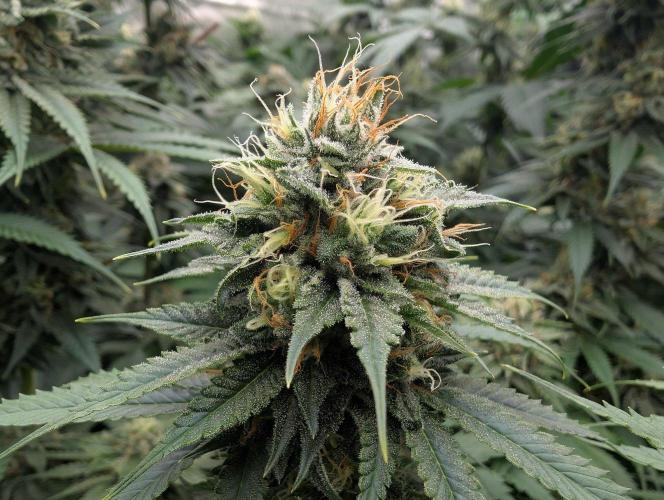 Do Si Tang. Week 12