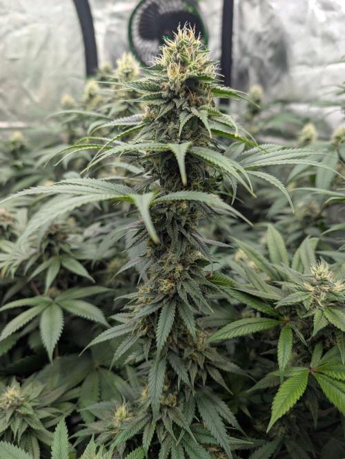 Do Si Tang. Week 12