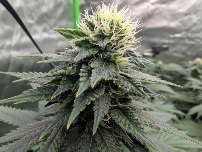 Zazatsu. Week 12