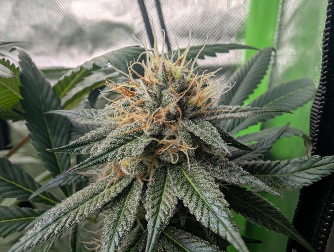 Pink Gelato 🍦😋. Week 13