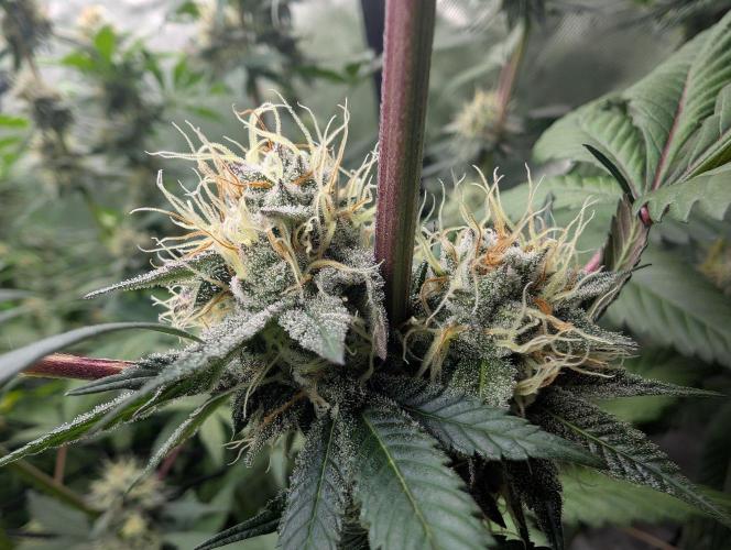 Pink Gelato 🍦😋. Week 13
