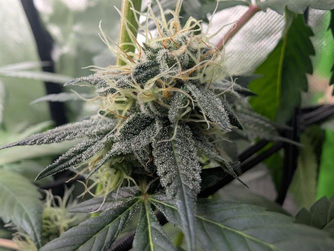 Pink Gelato 🍦😋. Week 13