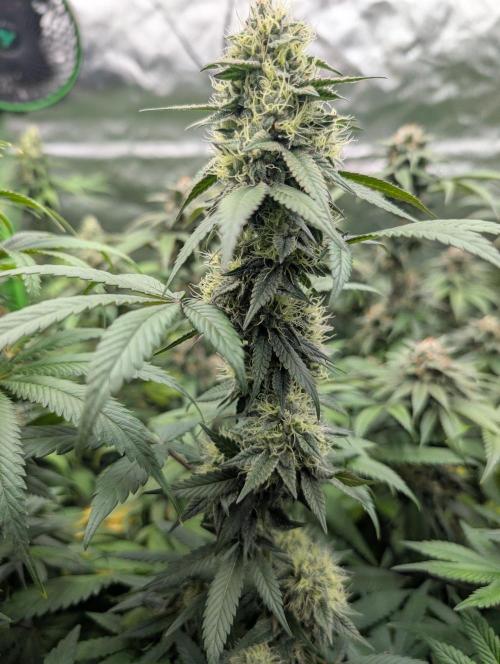 Lovely Z. Week 13