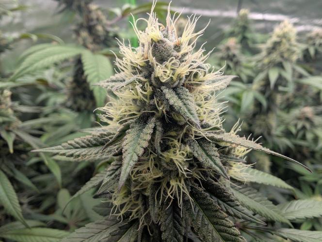 Lovely Z. Week 13