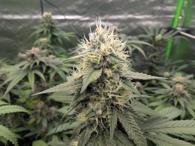 Lovely Z. Week 13