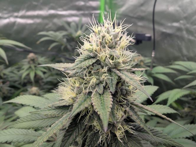 Lovely Z. Week 13