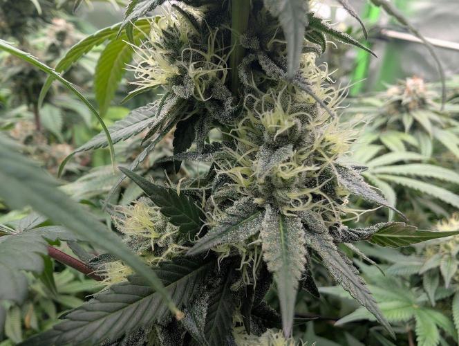 Lovely Z. Week 13