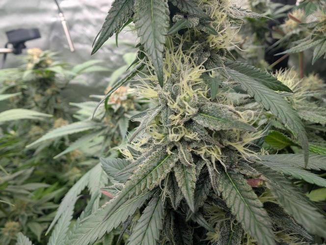 Lovely Z. Week 13