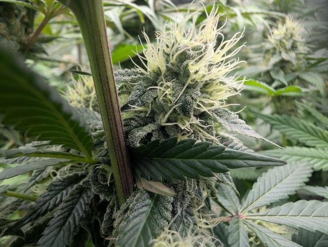 Lovely Z. Week 13
