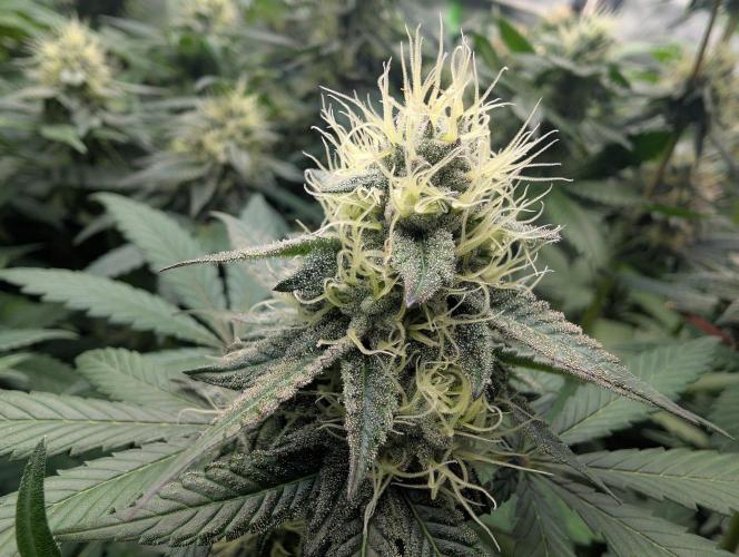 Lovely Z. Week 13