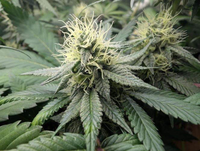 Zkittlez. Week 13