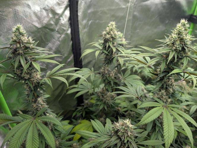 Monkey Venom. Week 13