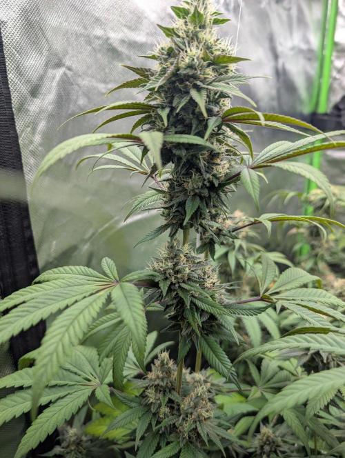 Monkey Venom. Week 13