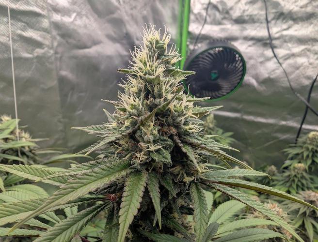 Monkey Venom. Week 13