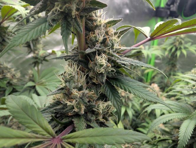 Monkey Venom. Week 13