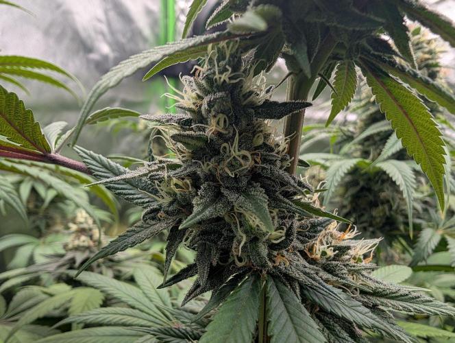Monkey Venom. Week 13