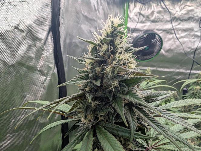 Monkey Venom. Week 13