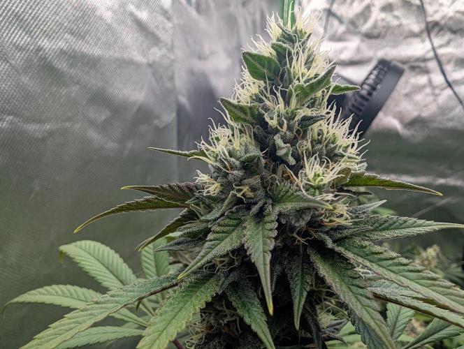 Monkey Venom. Week 13