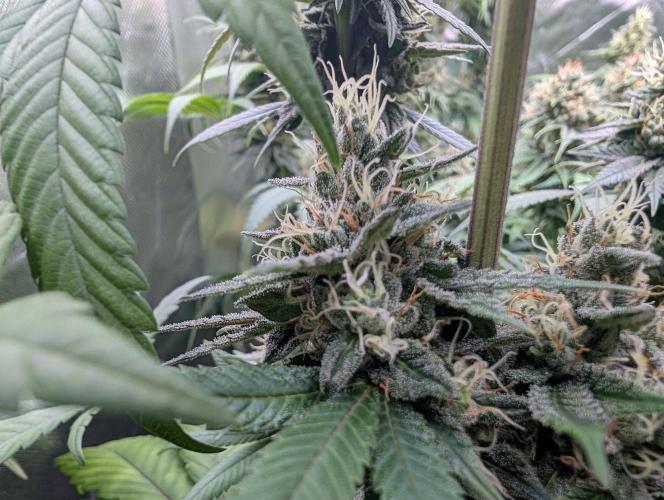 Monkey Venom. Week 13