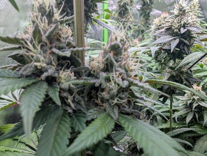 Monkey Venom. Week 13