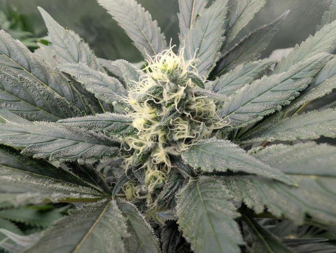 Cant have enough cookies. Week 13