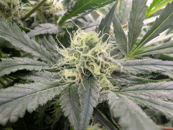 Cant have enough cookies. Week 13