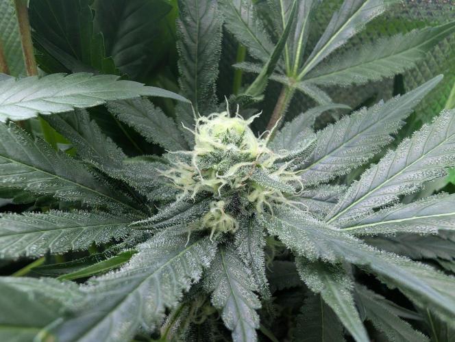 Cant have enough cookies. Week 13