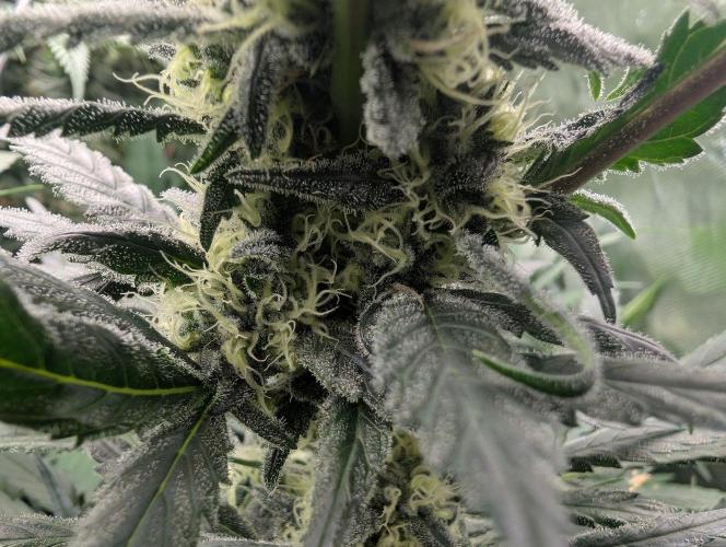 Cant have enough cookies. Week 13
