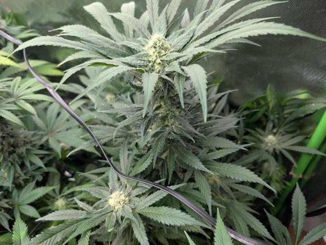 Wedding Cookies. Week 13
