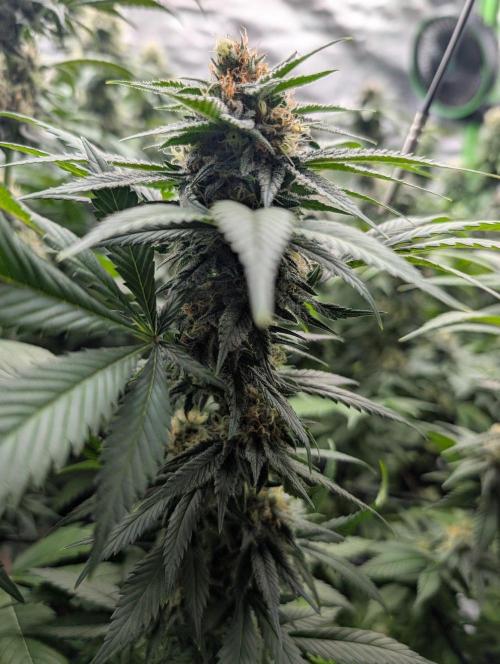 Growing Crack. Week 13