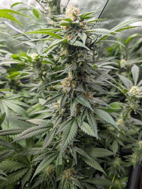 Growing Crack. Week 13