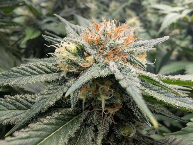 Growing Crack. Week 13