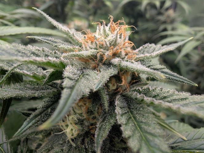 Growing Crack. Week 13