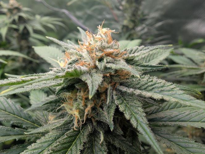Growing Crack. Week 13