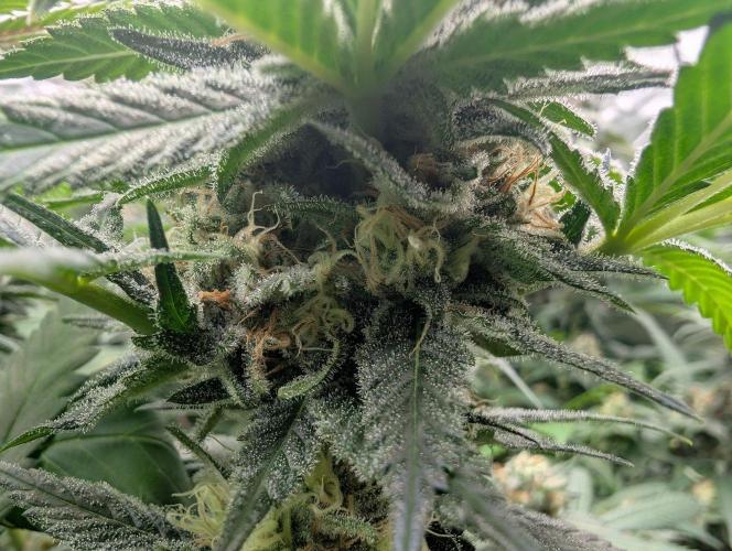 Growing Crack. Week 13