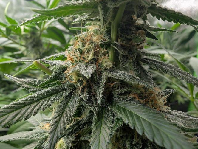 Growing Crack. Week 13