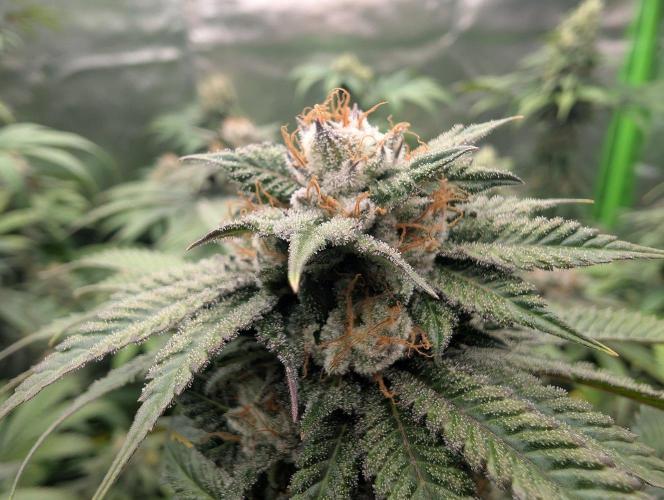OG Nana. Week 13